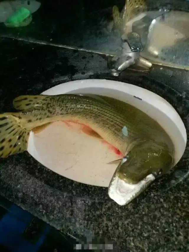 网曝高校钓起怪鱼 十种最恶心怪鱼排行榜
