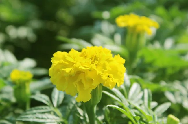 鲜花节是哪个民族的节日 鲜花节是什么节日