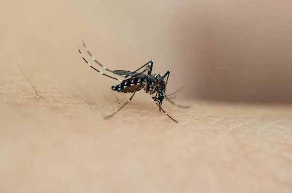 雌蚊子吸血雄蚊子吃什么 雄蚊子一般吃什么东西