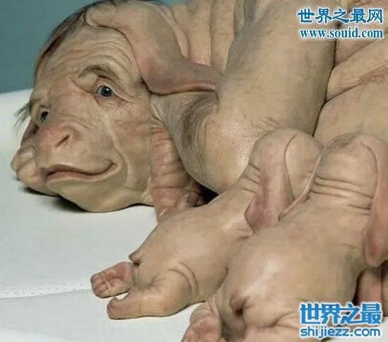 猪人是真的吗,真实的猪人图片事件大揭秘