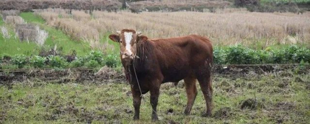 老黄牛比喻什么人 老黄牛的比喻是什么