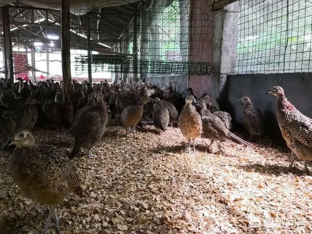 农村有哪些小投资办厂的项目？