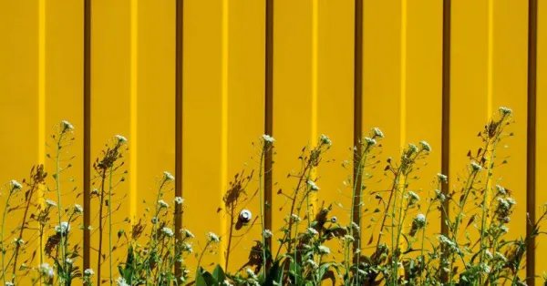 Yellow banana yello什么意思