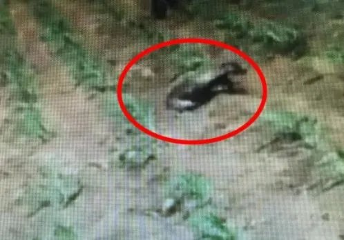 黑龙江30斤大老鼠真相：你见过最大的老鼠多大（图）