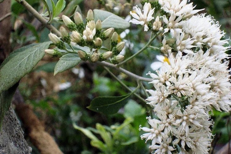 南非叶图片功能主治