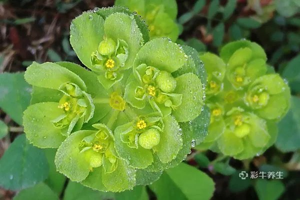 猫眼草的功效与作用