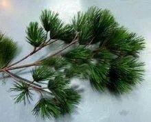 松树的外形特征??