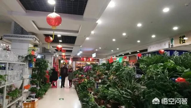 长春有哪些花鸟鱼市场？