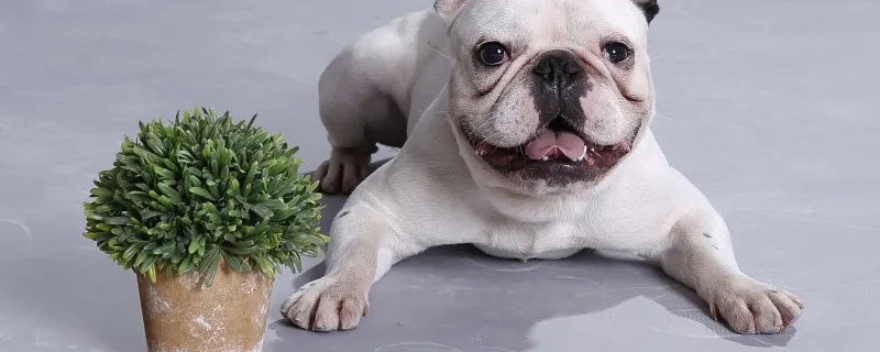 夏天给狗狗剃光毛有助于降温吗