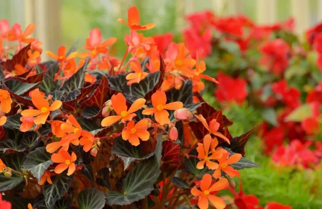 鲜花节是哪个民族的节日 鲜花节是什么节日