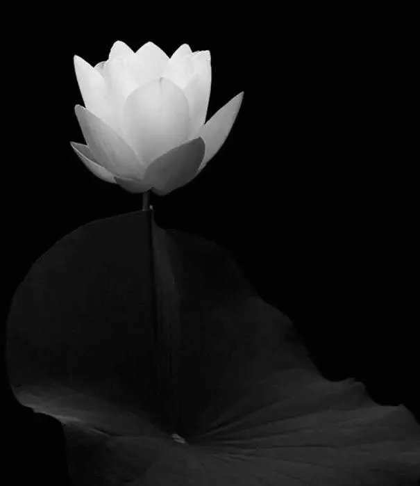 什么是单色照片作品?