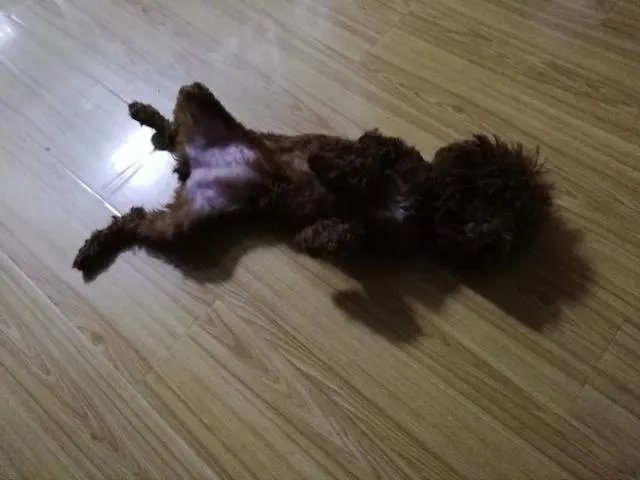 狗为什么会有食粪症的表现？它会觉得臭吗？