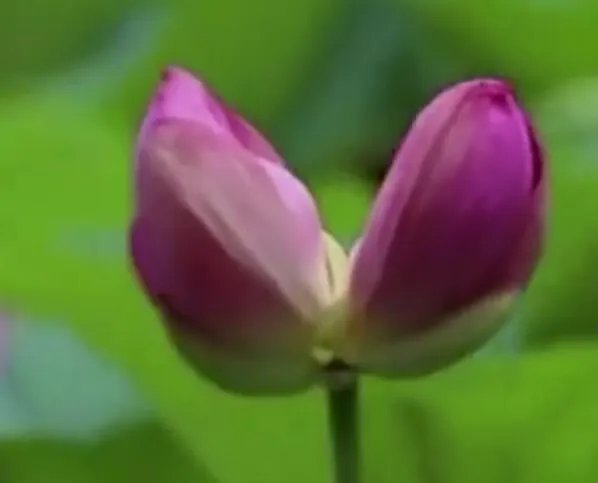 并蒂莲的象征意义是什么