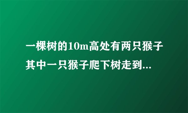 一棵树的10m高处有两只猴子其中一只猴子爬下树走到离树20m