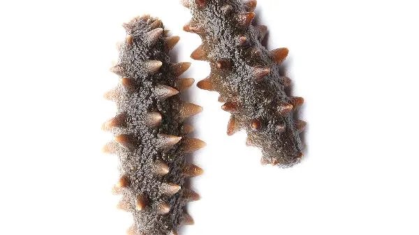 尿酸高的人能吃海参吗