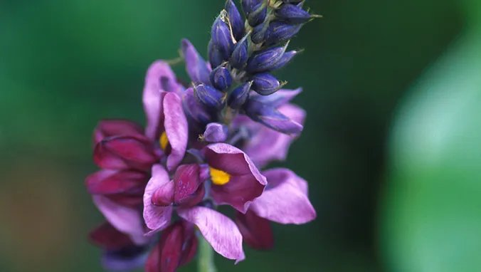 葛根花的作用与功效