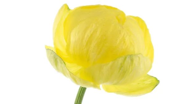 雪莲花的功效与作用 雪莲花的食用方法