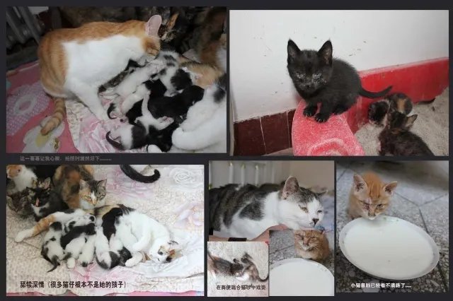 成都市爱之家小动物救助站的发展过程