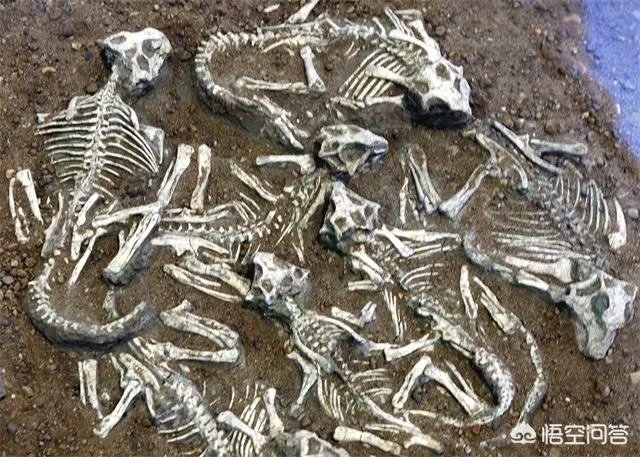 科学家发现2.2亿年前恐龙墓，谁给安葬的呀？