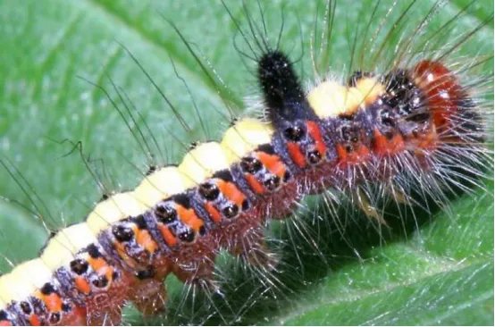 自然界十大致命生物 鸡心螺排名第三,毛毛虫竟然也有剧毒