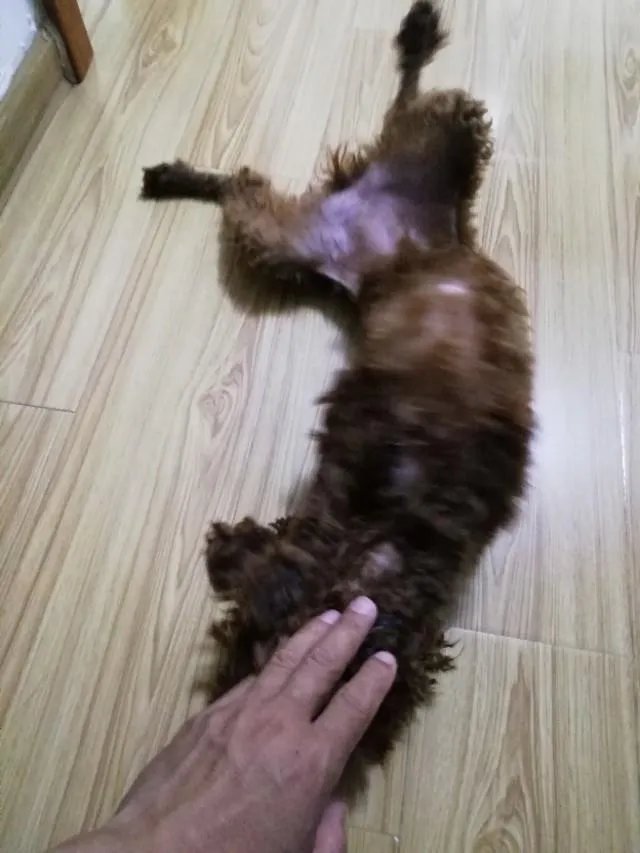 狗为什么会有食粪症的表现？它会觉得臭吗？