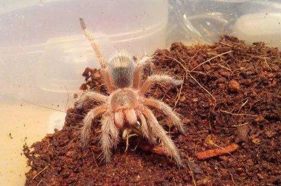智利火玫瑰蜘蛛踢毛是怎么样的，踢毛厉害的注意事项