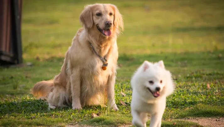夏天给狗狗剃光毛有助于降温吗