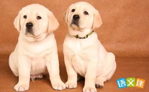 可爱的小狗——乐乐