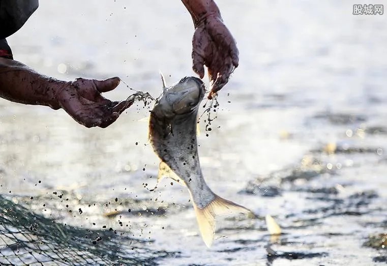 男子捕获怪鱼竟是火龙 火龙到底是什么东西