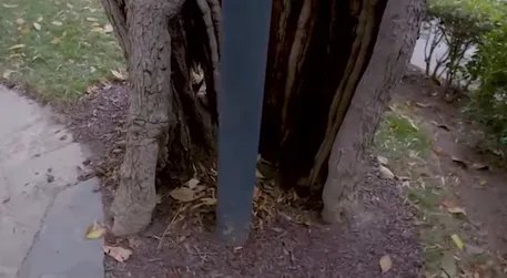 杰克逊木兰树将被砍为何受到如此大的关注呢?