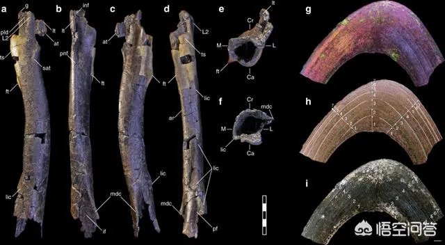 新发现的霸王龙物种有何特征?