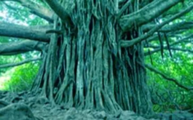 《小苗与大树的对话》读后感