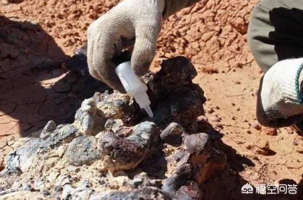 科学家发现2.2亿年前恐龙墓，谁给安葬的呀？