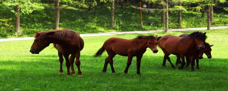 擅长画马的画家是谁