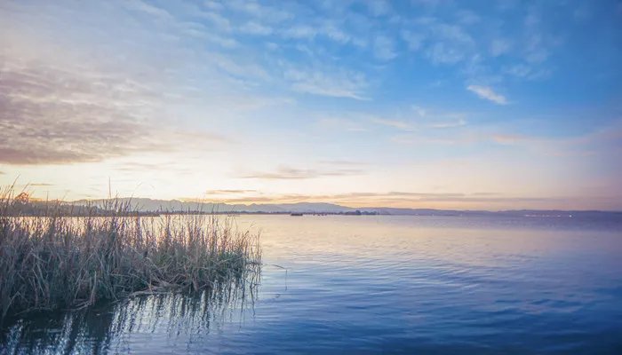 湿地被称为地球的什么