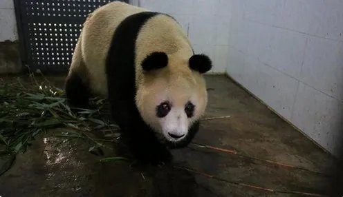 熊猫苏苏在哪里因病去世?