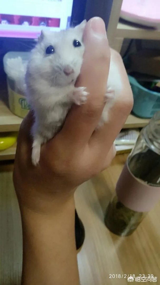 为什么百度仓鼠吧有这么多的圣母?