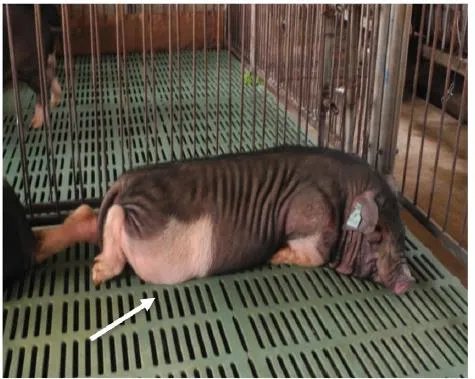 世界首例舞蹈症猪 舞蹈症是什么病