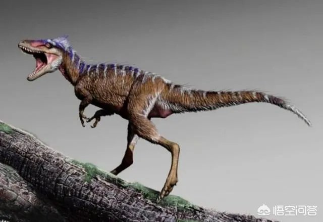 新发现的霸王龙物种有何特征？