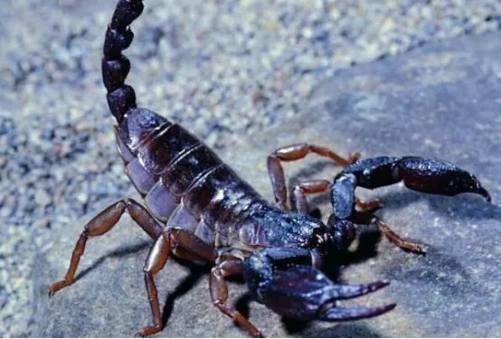 自然界十大致命生物 鸡心螺排名第三,毛毛虫竟然也有剧毒