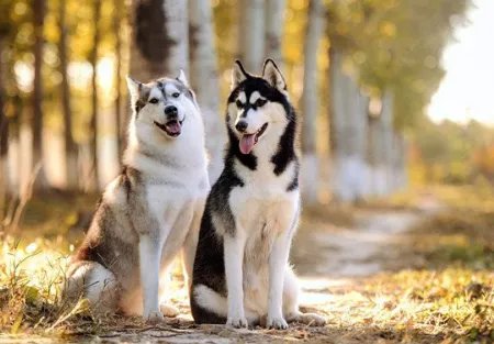 微笑狗恐怖事件死了多少人事件原图为什么吓人