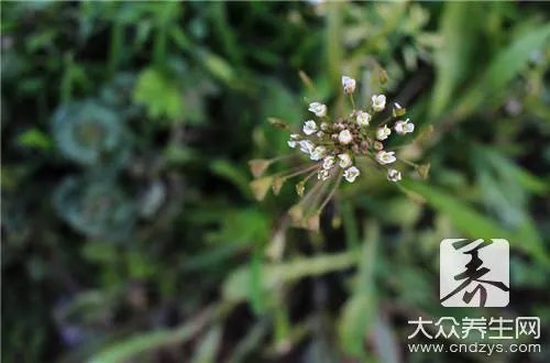 荠菜什么人不能吃