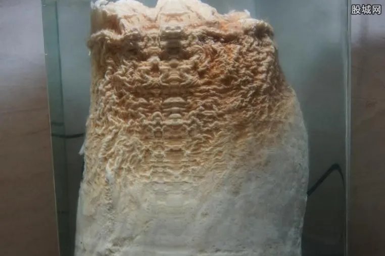 男子捡140斤太岁 不老神药太岁价格昂贵