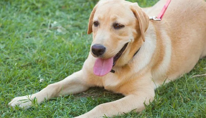 生肖狗与生肖兔配对好不好 属狗和属兔的婚配好吗