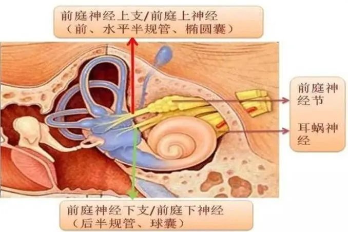 前庭神经在哪个位置图