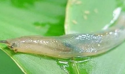 幽灵蛞蝓的粘液有毒吗？根据科学研究表明是没有毒的