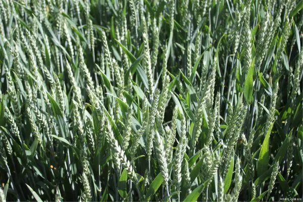 尿素做叶面肥，浓度多少合适？