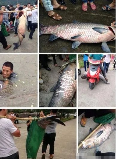 百年水库泄洪 竟冲出这庞然大物（图）