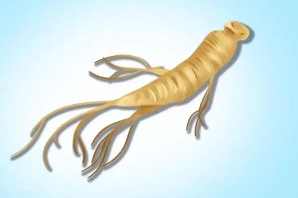 高丽参的副作用