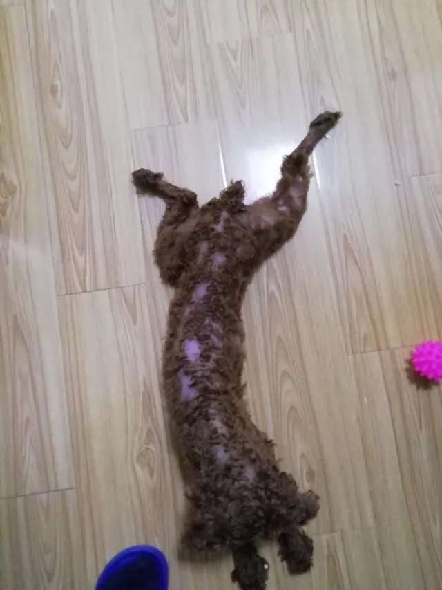 狗为什么会有食粪症的表现？它会觉得臭吗？